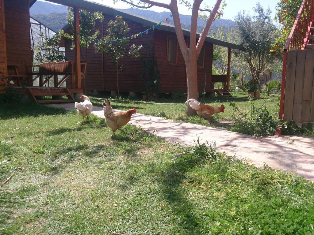 Sera Pansiyon Cirali Exterior photo